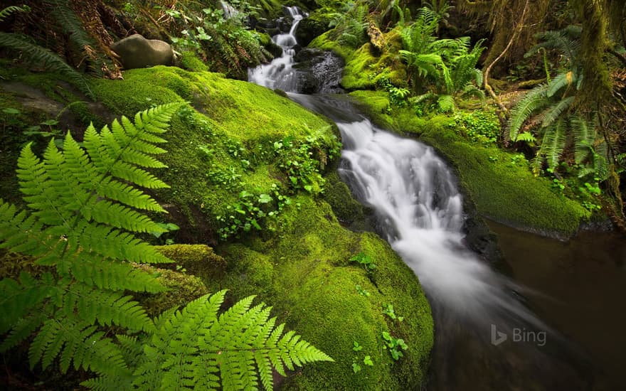 Quinault Rainforest in Olympic National Park, Washington