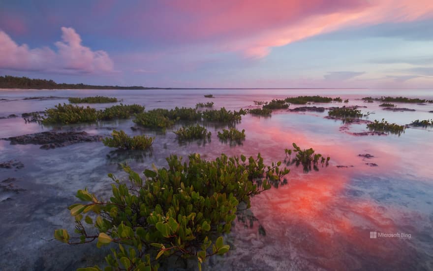 Red mangrove tree seedlings in Guanahacabibes National Park, Cuba