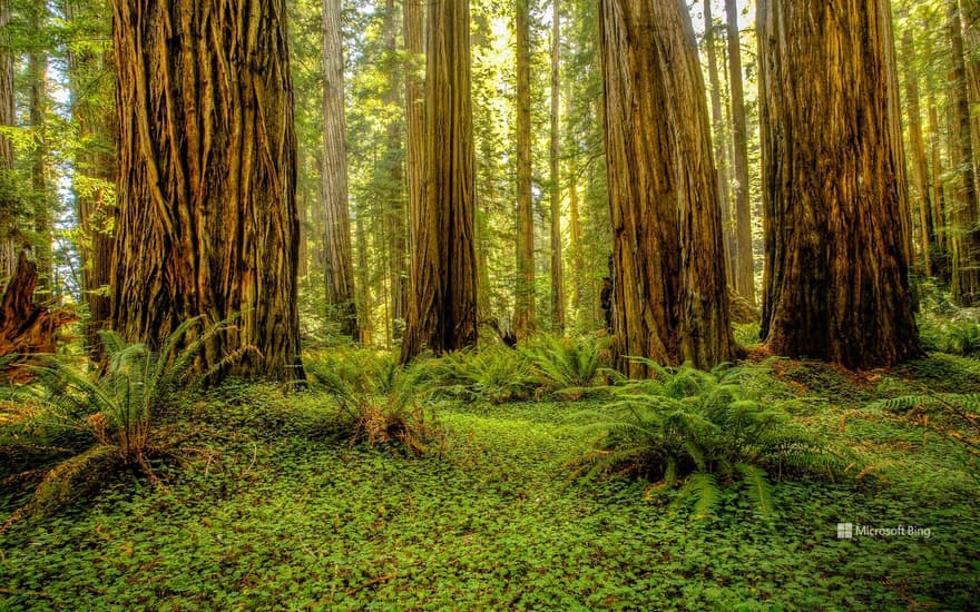 Grove of redwoods in Redwood National and State Parks, California