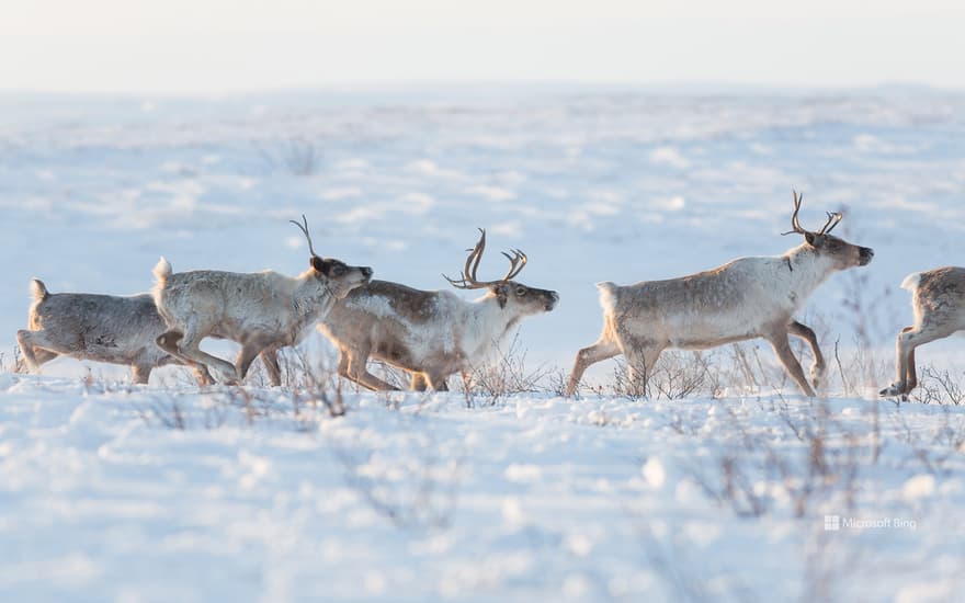 A family of caribou in a snowy landscape, Northwest Territories