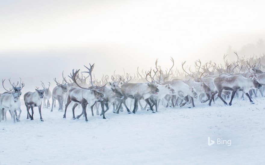 A herd of reindeer in Norway