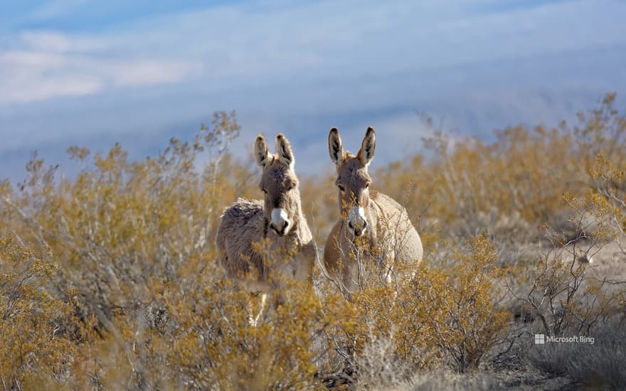 Donkeys in a valley near Rhyolite, Nevada, USA