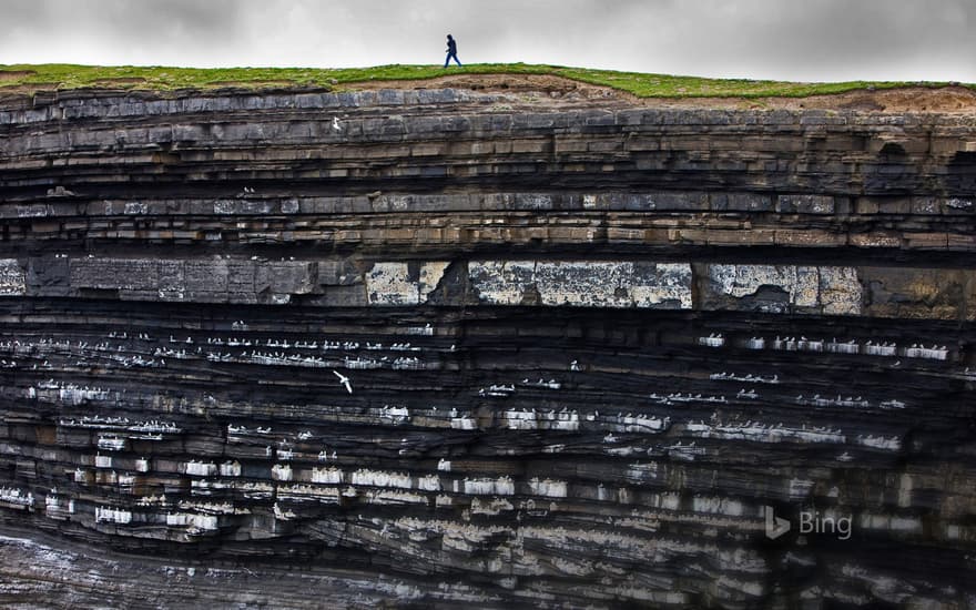 Black-legged kittiwake colony on cliffs, Ireland