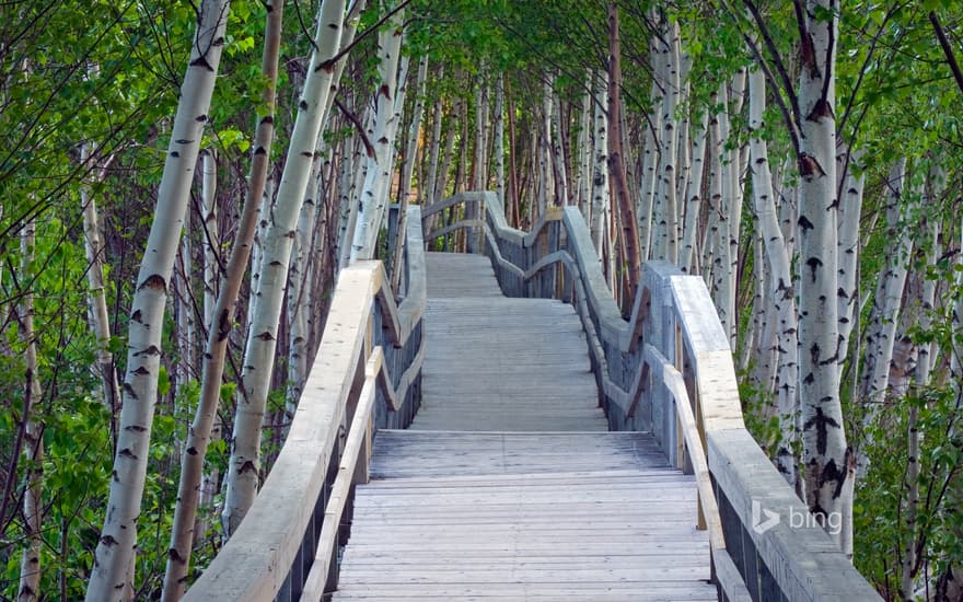 Raised boardwalk and white birch trees in Sackville Waterfowl Park, Sackville, New Brunswick, Canada