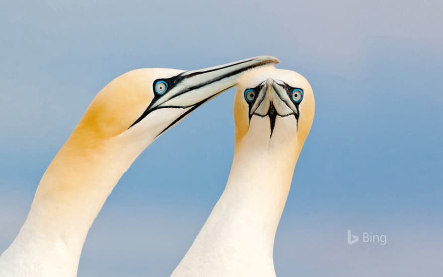 Northern gannets on the Saltee Islands, Ireland