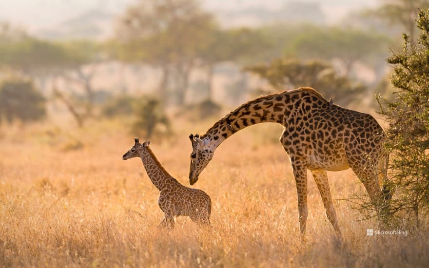 Masai giraffe mother grooming her calf in the Serengeti, Tanzania