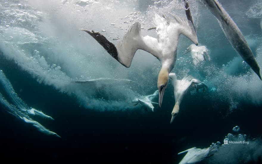 Northern Gannets Hunting for Fish, Scotland