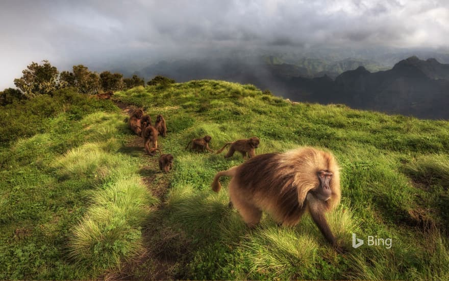 Gelada monkeys in Simien Mountains National Park, northern Ethiopia