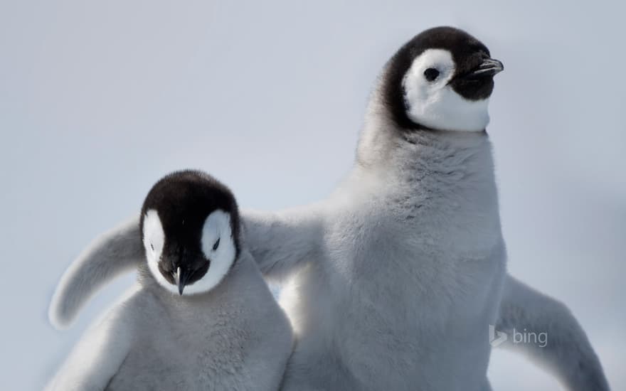 Emperor penguin chicks on Snow Hill Island, Antarctica