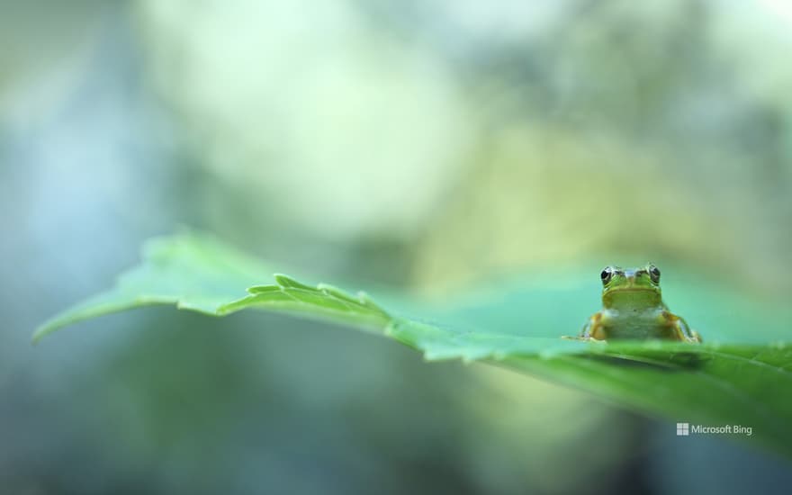 Tree frog on leaf