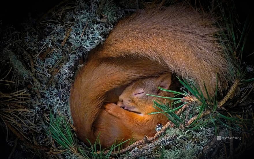 Red squirrels, Scottish Highlands