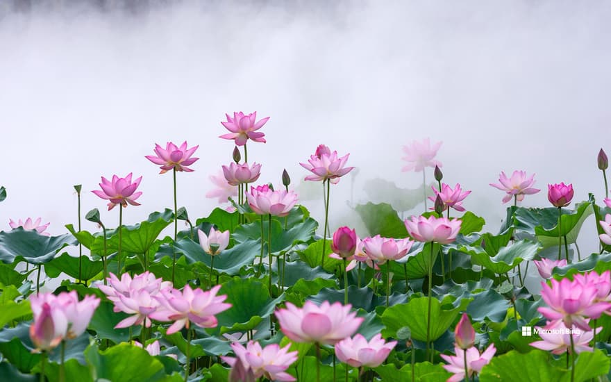 Lotus in the Mist, Foshan, China