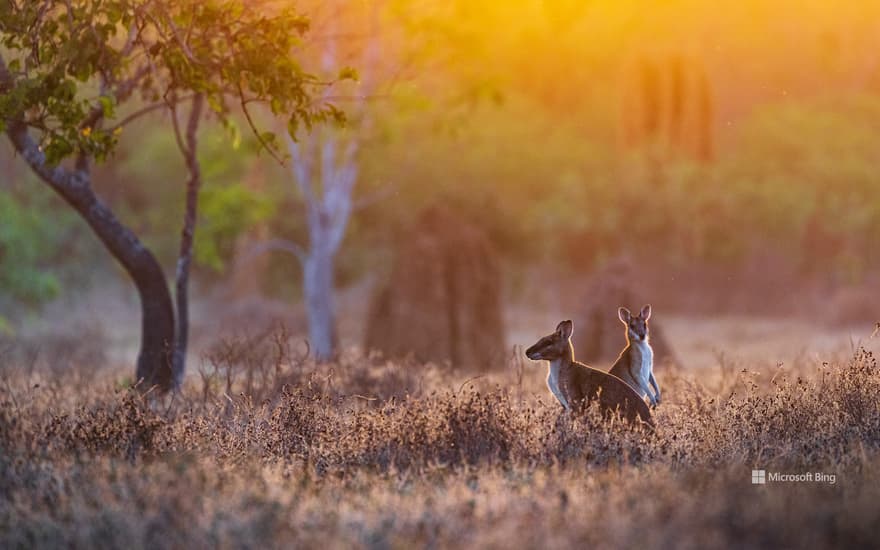 Wallabies, Adelaide River, Northern Territory, Australia