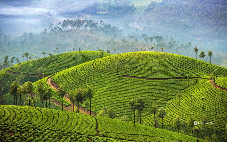 Tea plantations, Munnar, Kerala, India