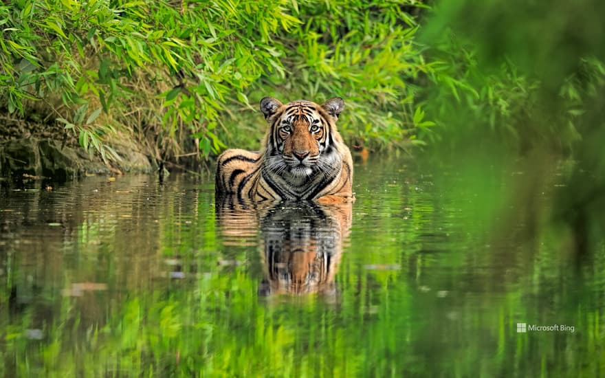 Bengal tiger, Ranthambore National Park, India