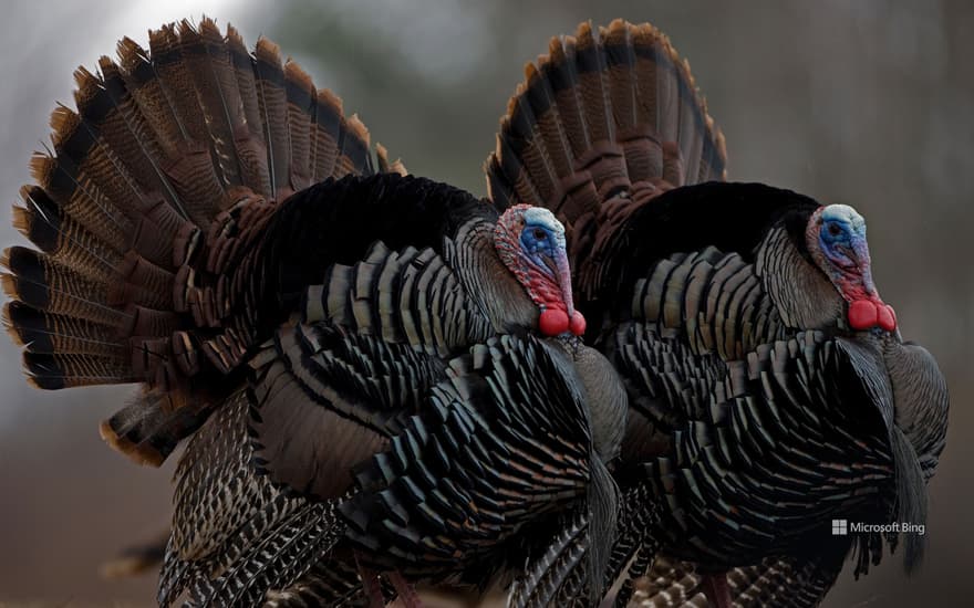 Wild turkeys, New York