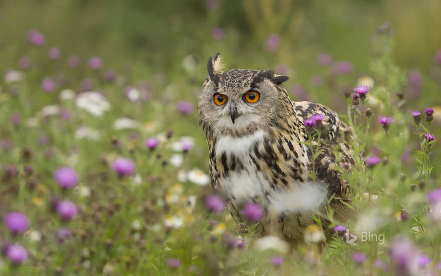 Eurasian Eagle-Owl (Bubo bubo) in wildflower meadow, Rhineland-Palatinate, Germany