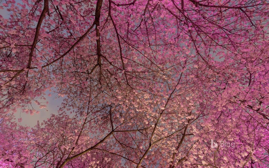 Blooming cherry trees in Vancouver, B.C., Canada