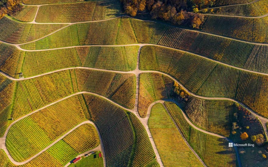 Aerial view of vineyards in autumn, Varnhalt, Black Forest, Germany