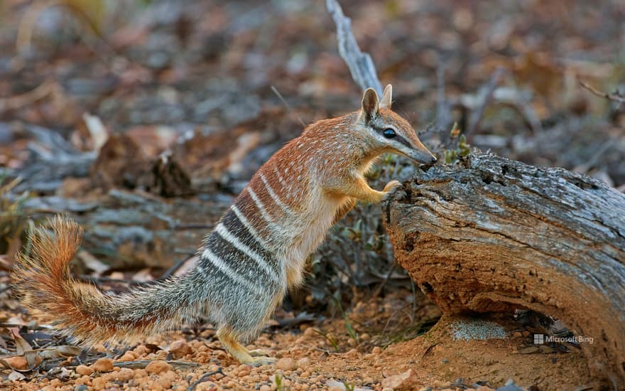 Female numbat, Brookton, Western Australia, Australia