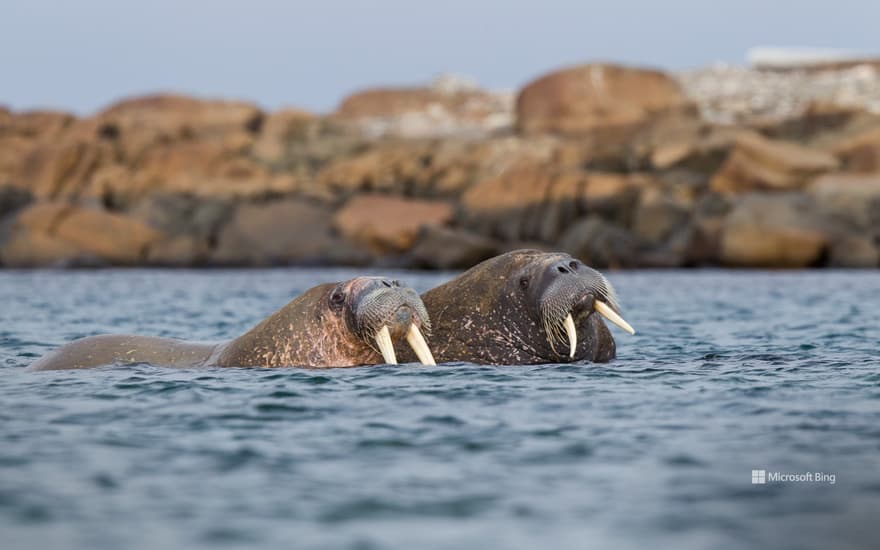 Walrus pair at sea in Svalbard, Norway