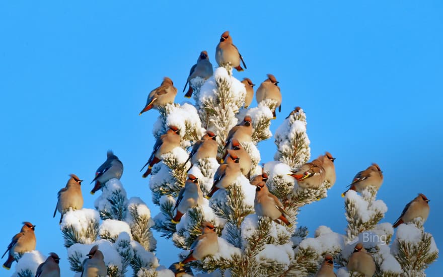 Bohemian waxwings in Kuusamo, Finland