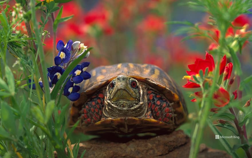 Western box turtle