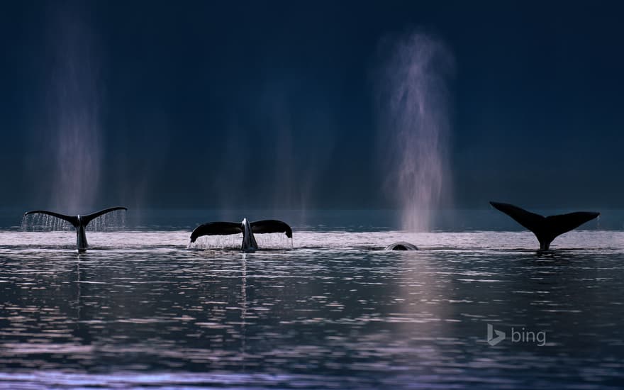 Humpback whales in Stephens Passage near Admiralty Island, Alaska, USA