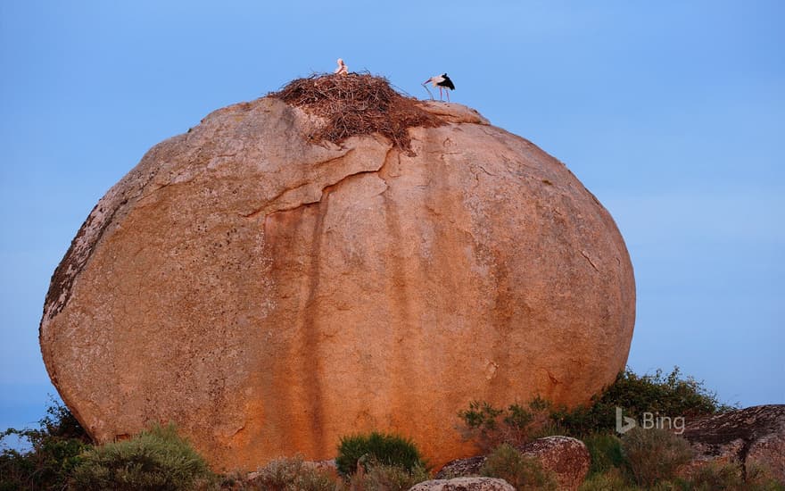 White storks at Los Barruecos Natural Monument, Cáceres, Spain