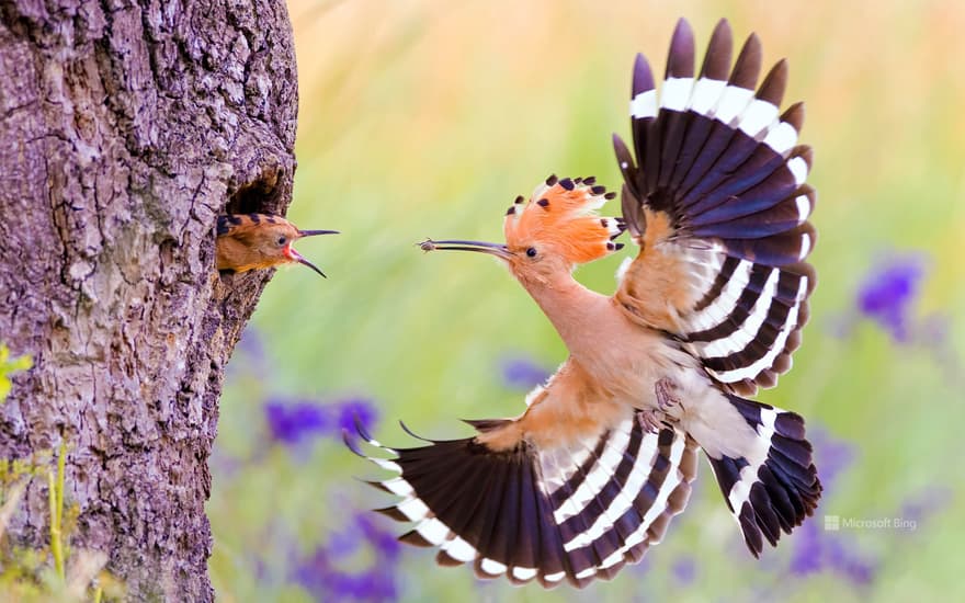 Hoopoe, Middle Elbe Biosphere Reserve, Germany