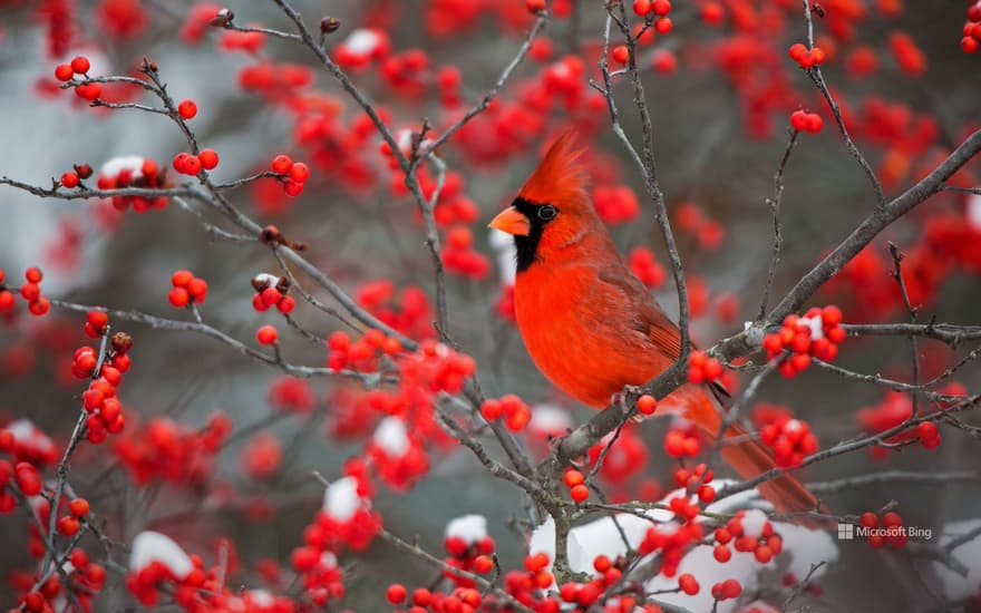 A northern cardinal perched in a common winterberry bush in Marion County, Illinois, USA