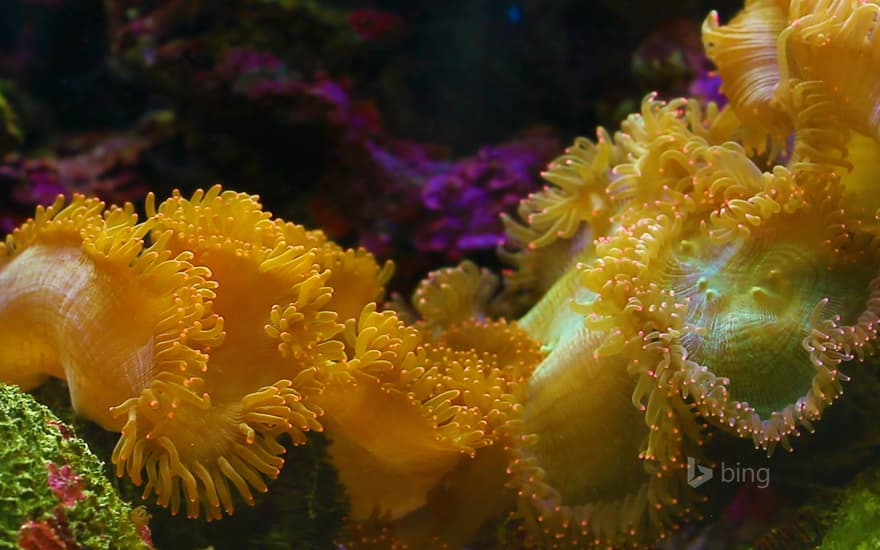 Sea anemone off the coast of Thailand