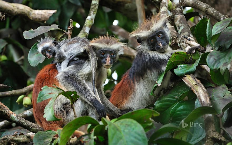 Zanzibar red colobus monkeys in Zanzibar, Tanzania